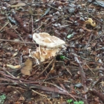 gnome grove mushrooms