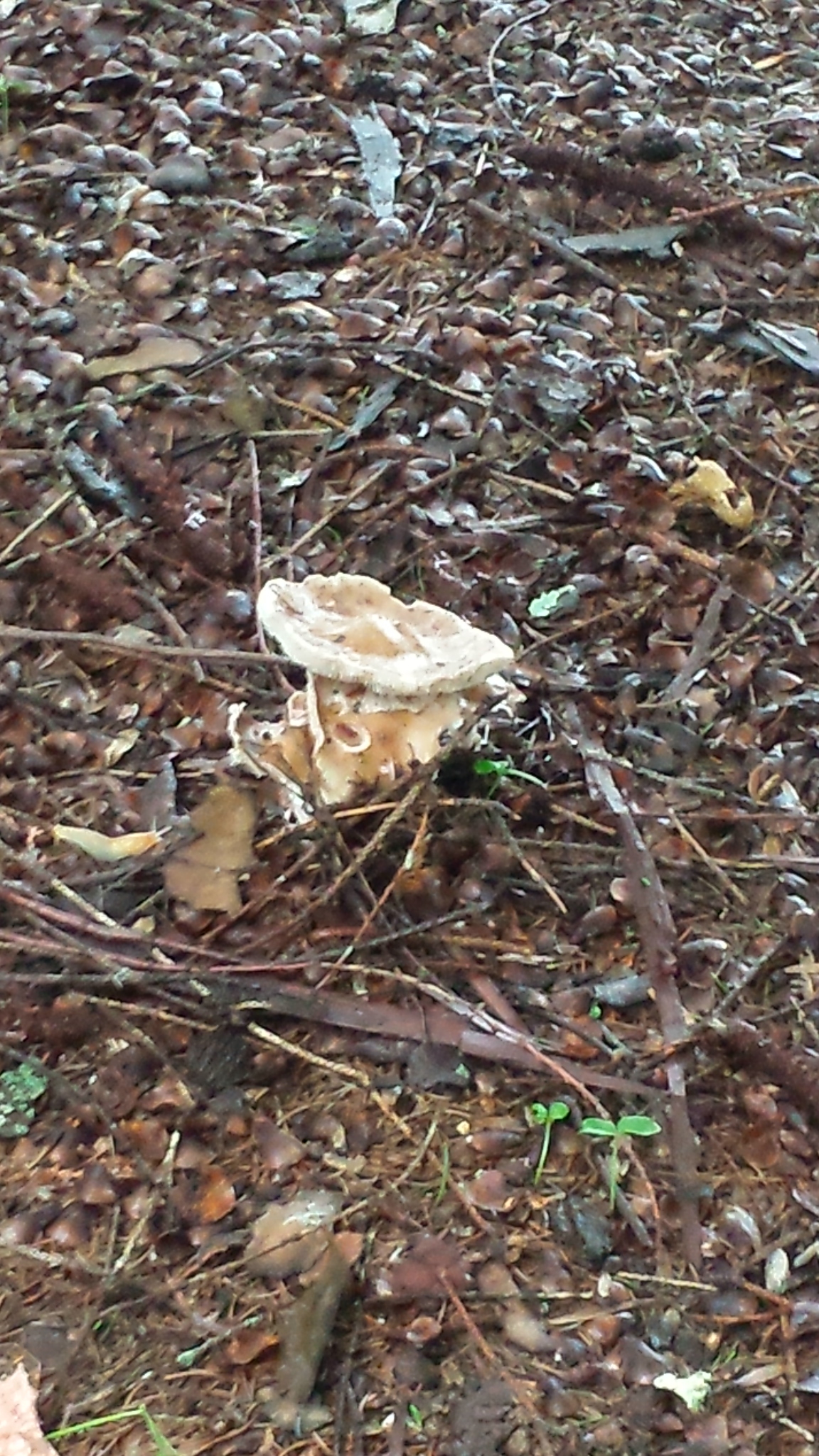 20180812_073022 gnome grove mushrooms