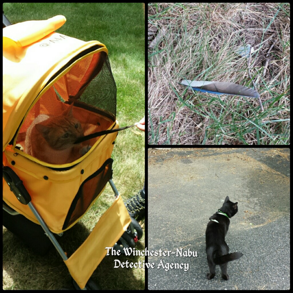 Cat adventures collage 072118