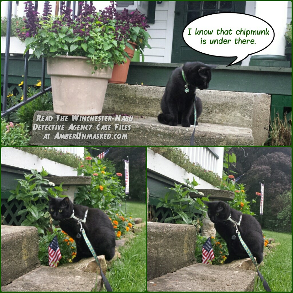 Gus collage on front steps1