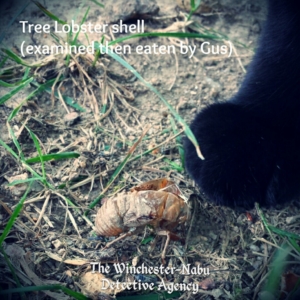 cicada shell