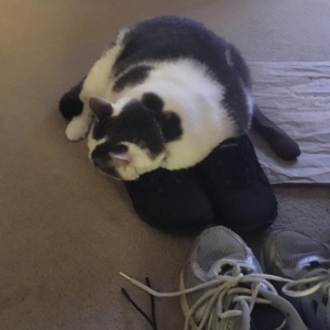 cat