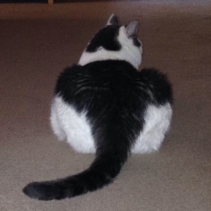 cat