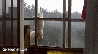 cat gif