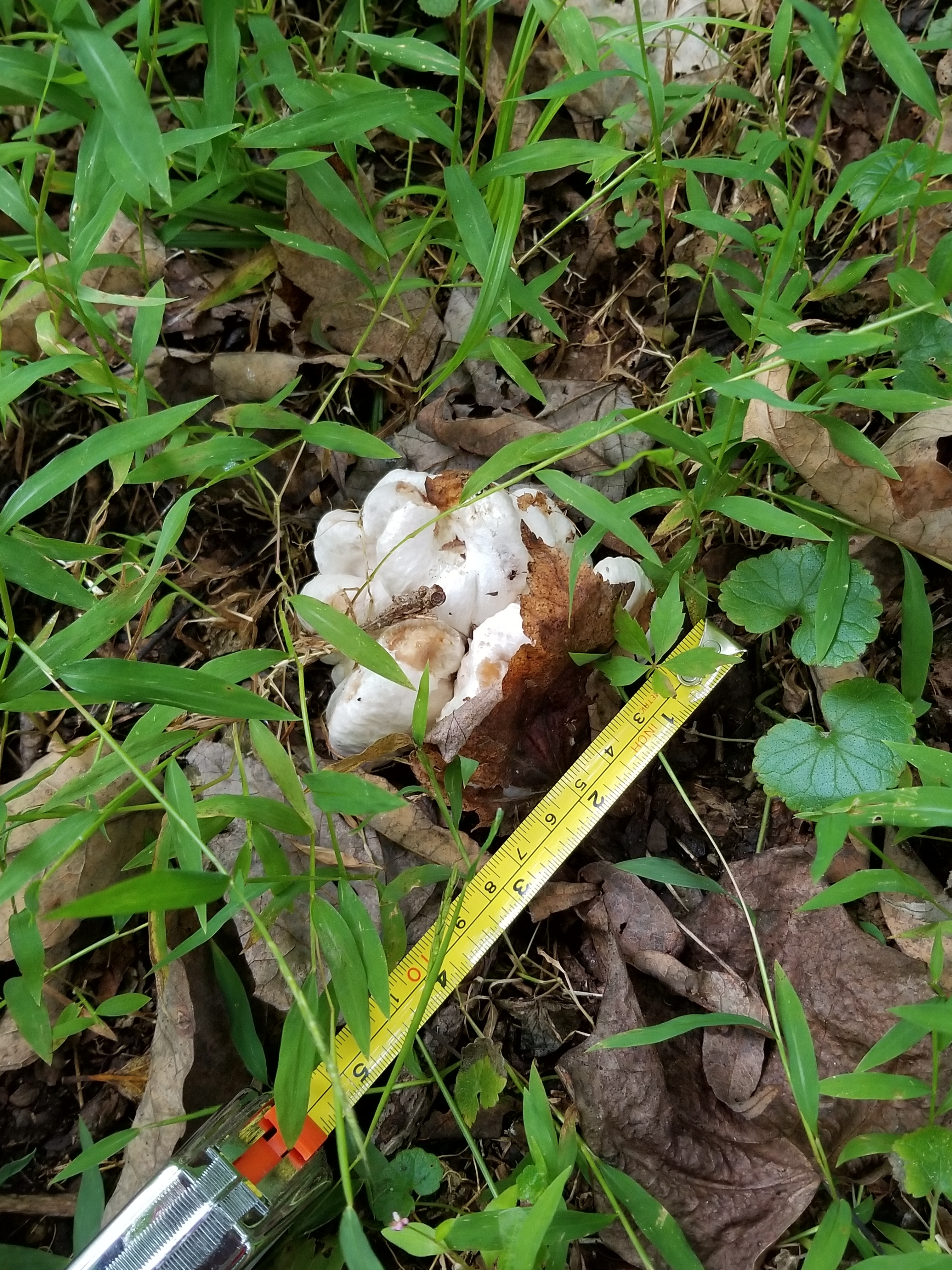 20181001 marshmallow mushroom (2)