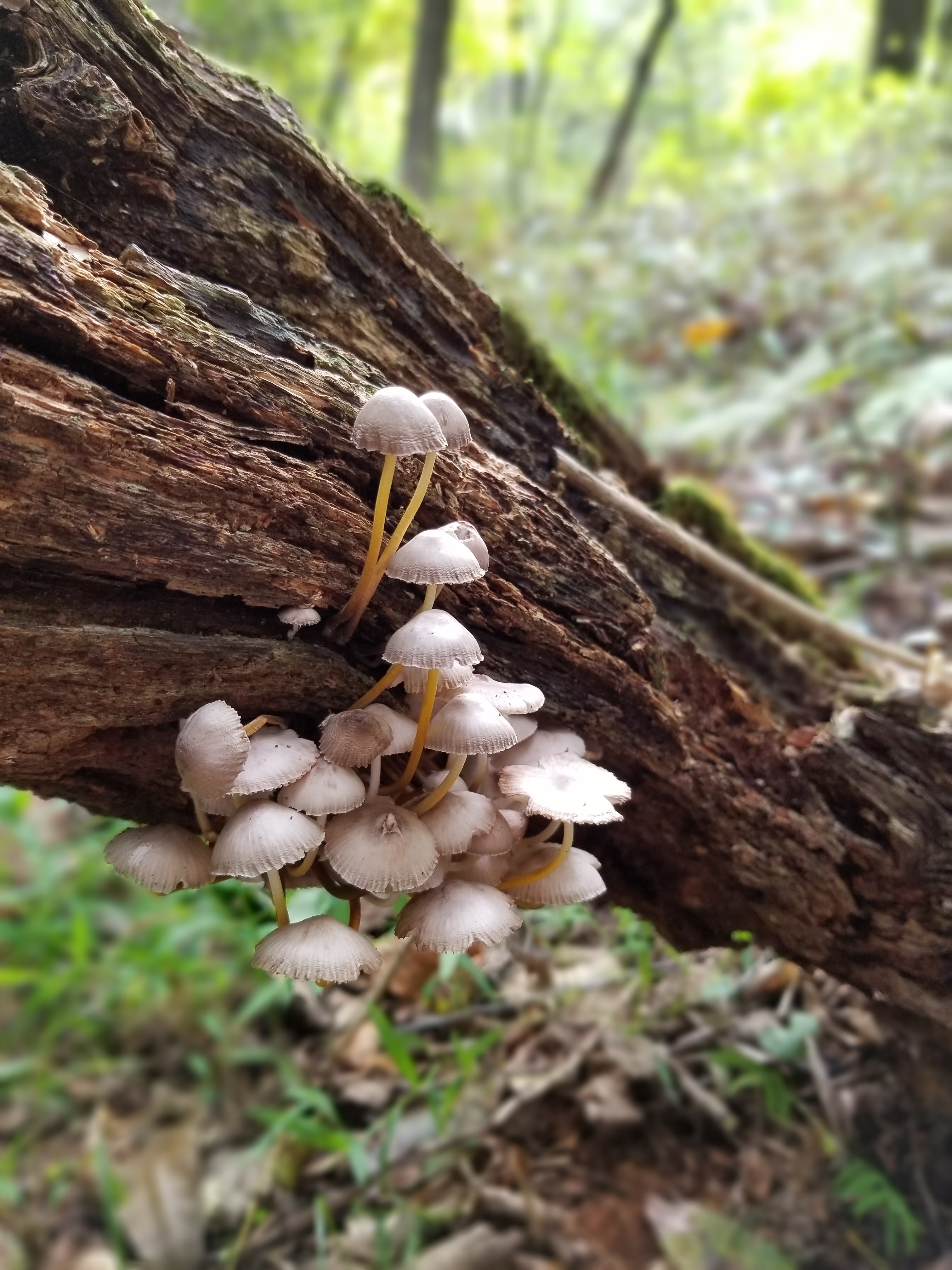 20181005 tiny tree mushrooms (2)
