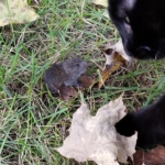 first vole