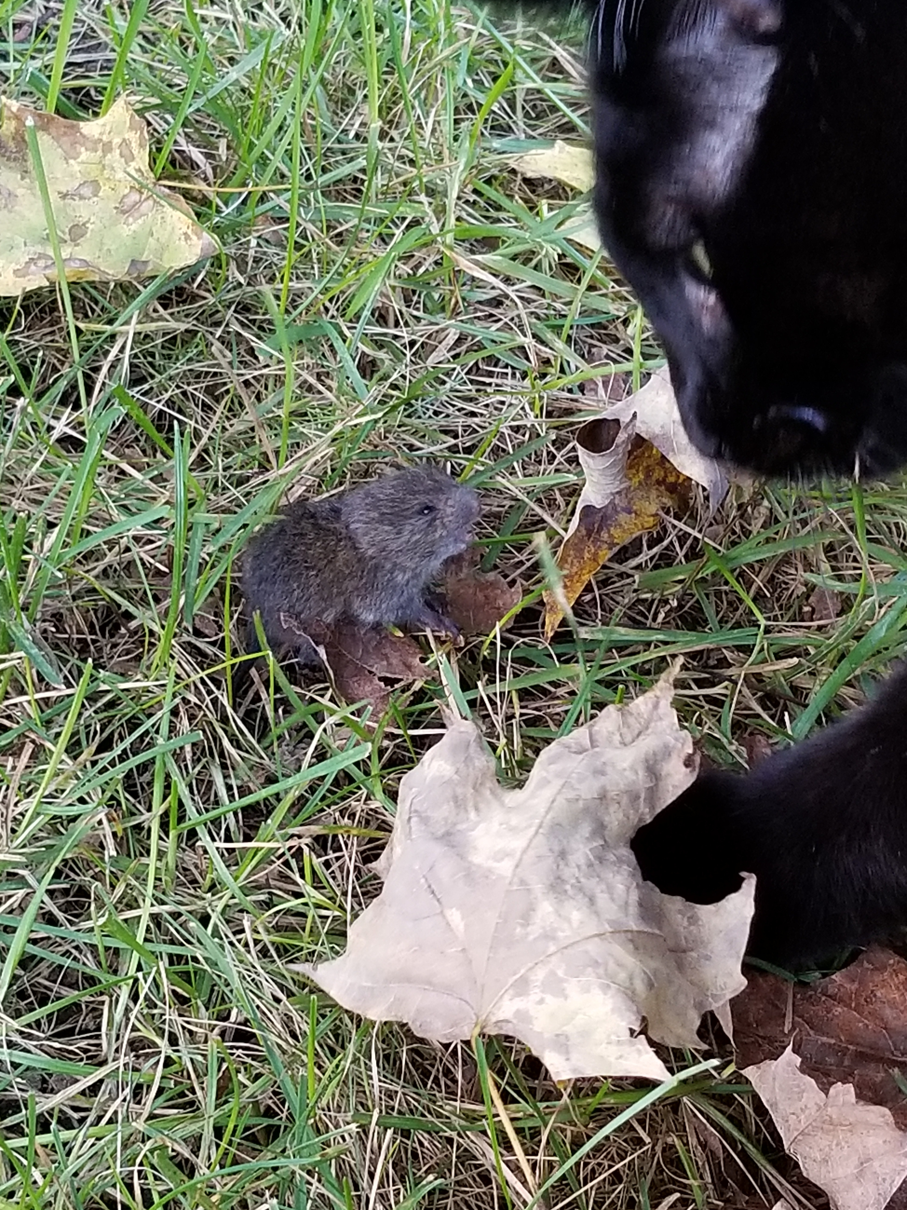 20181016 first vole (12)
