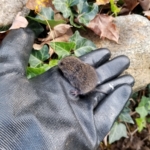 first vole