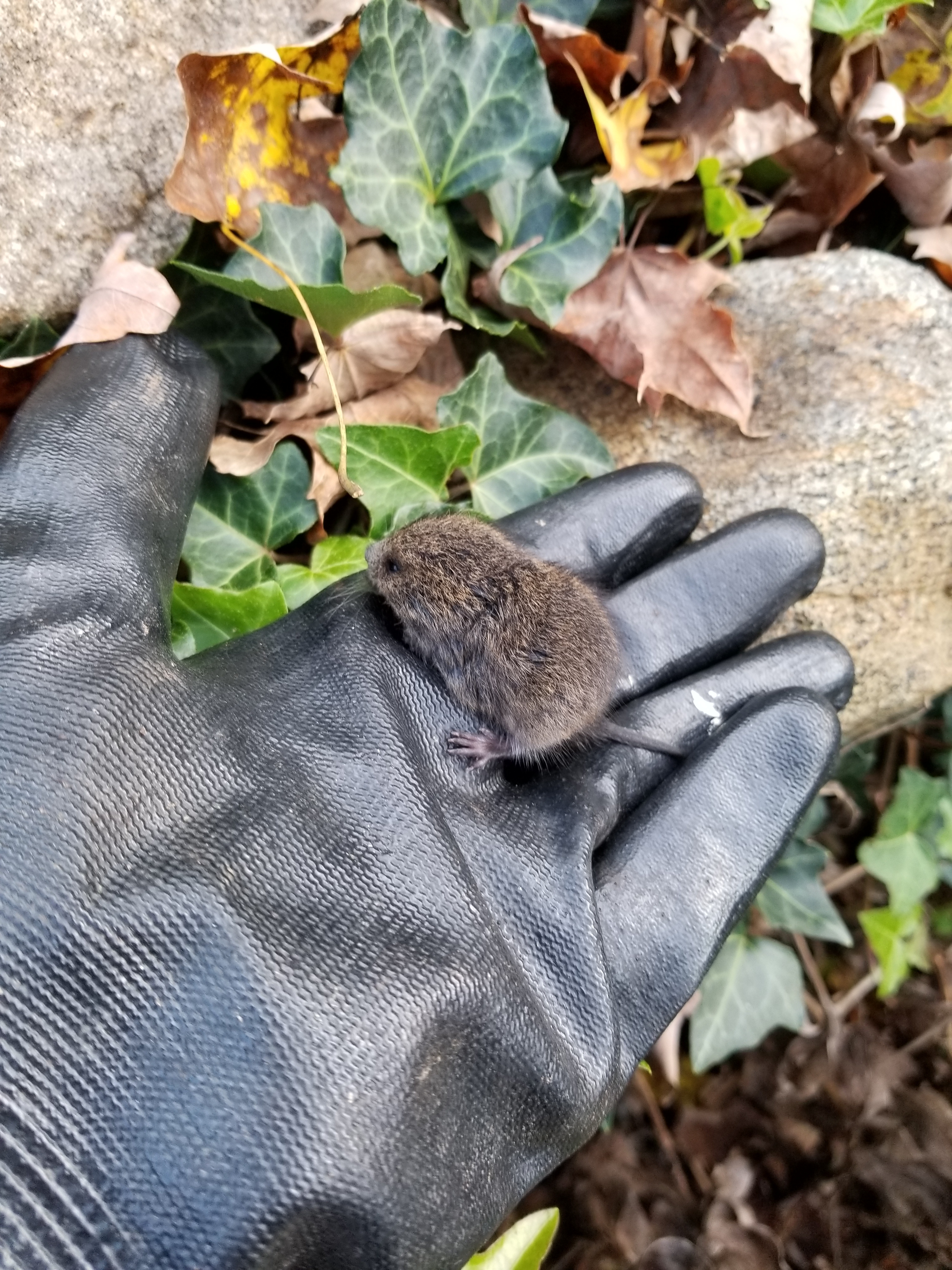 20181016 first vole (25)