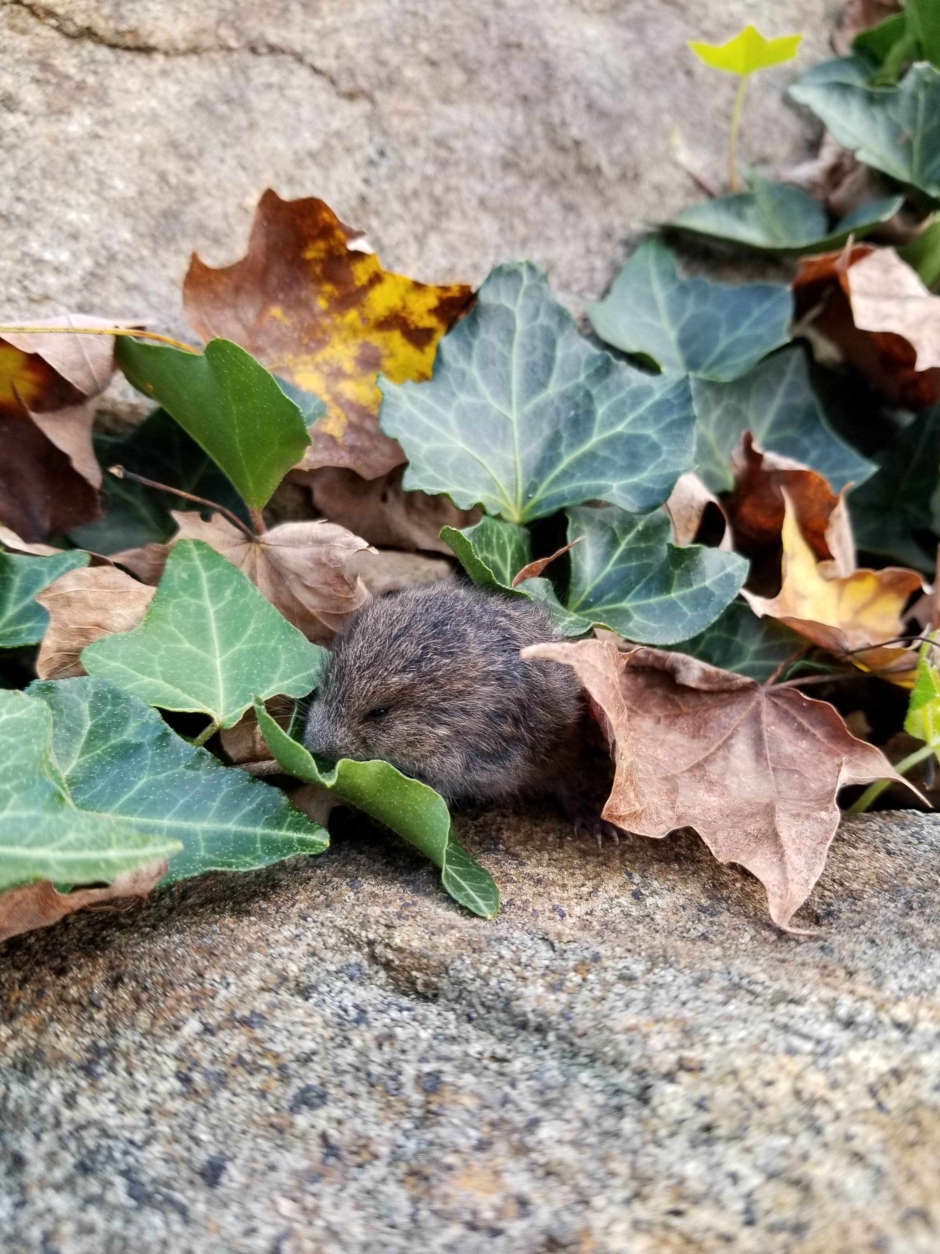 20181016 first vole (27)