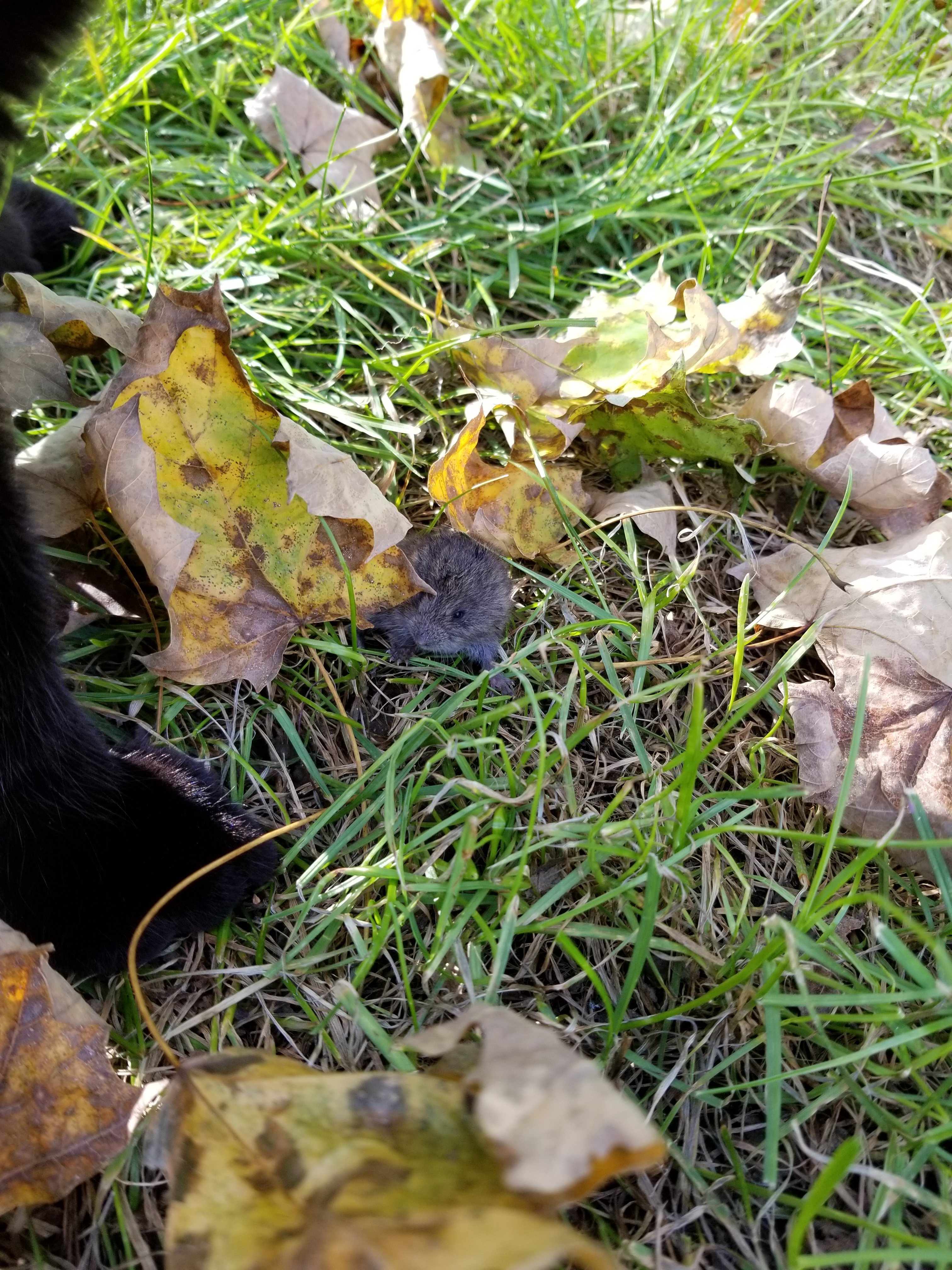 20181017 second vole (1)