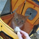 Ollie