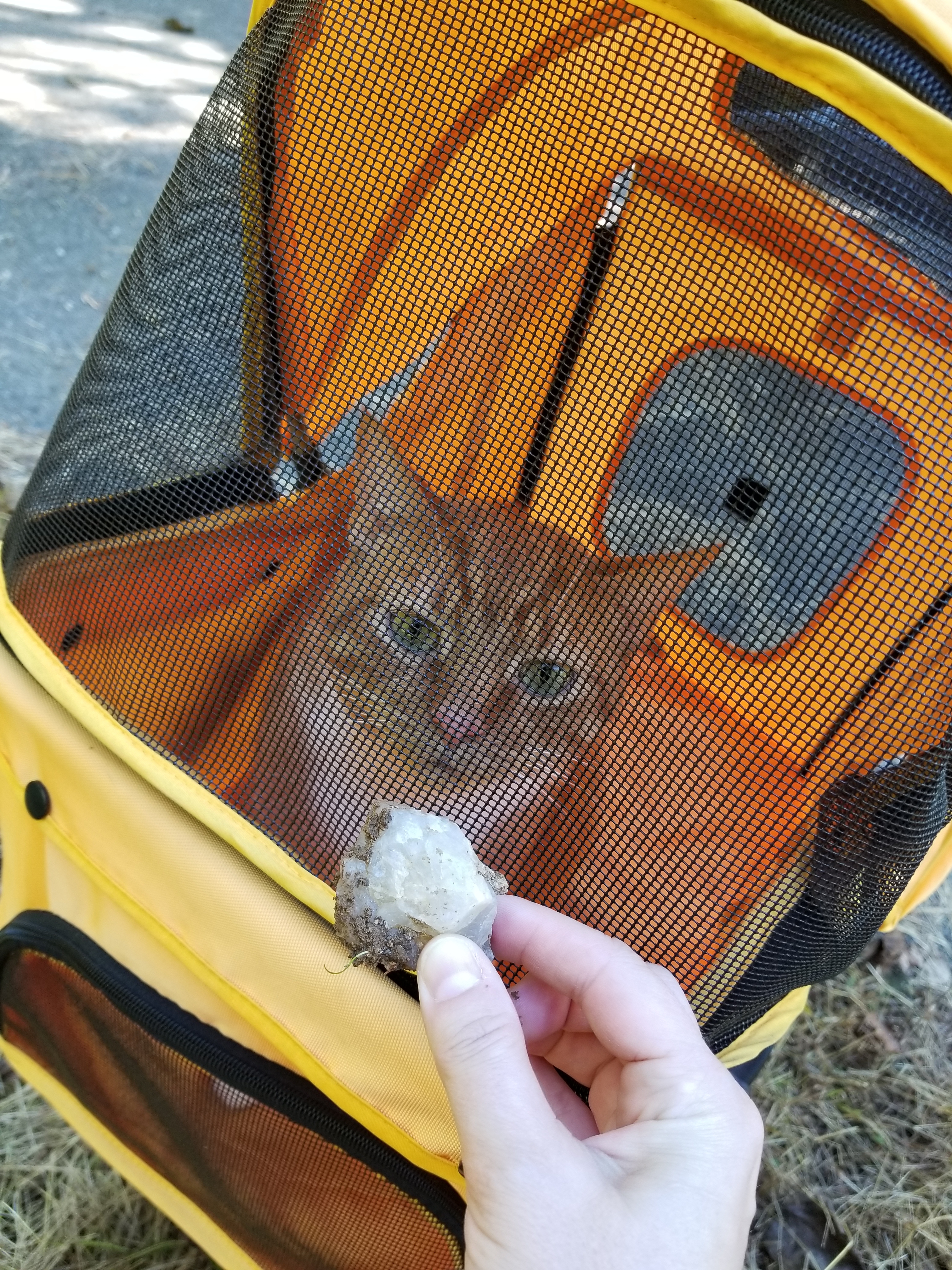 20181018 quartz artifact Oliver in buggy
