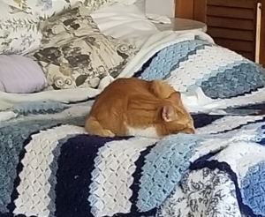 Ollie