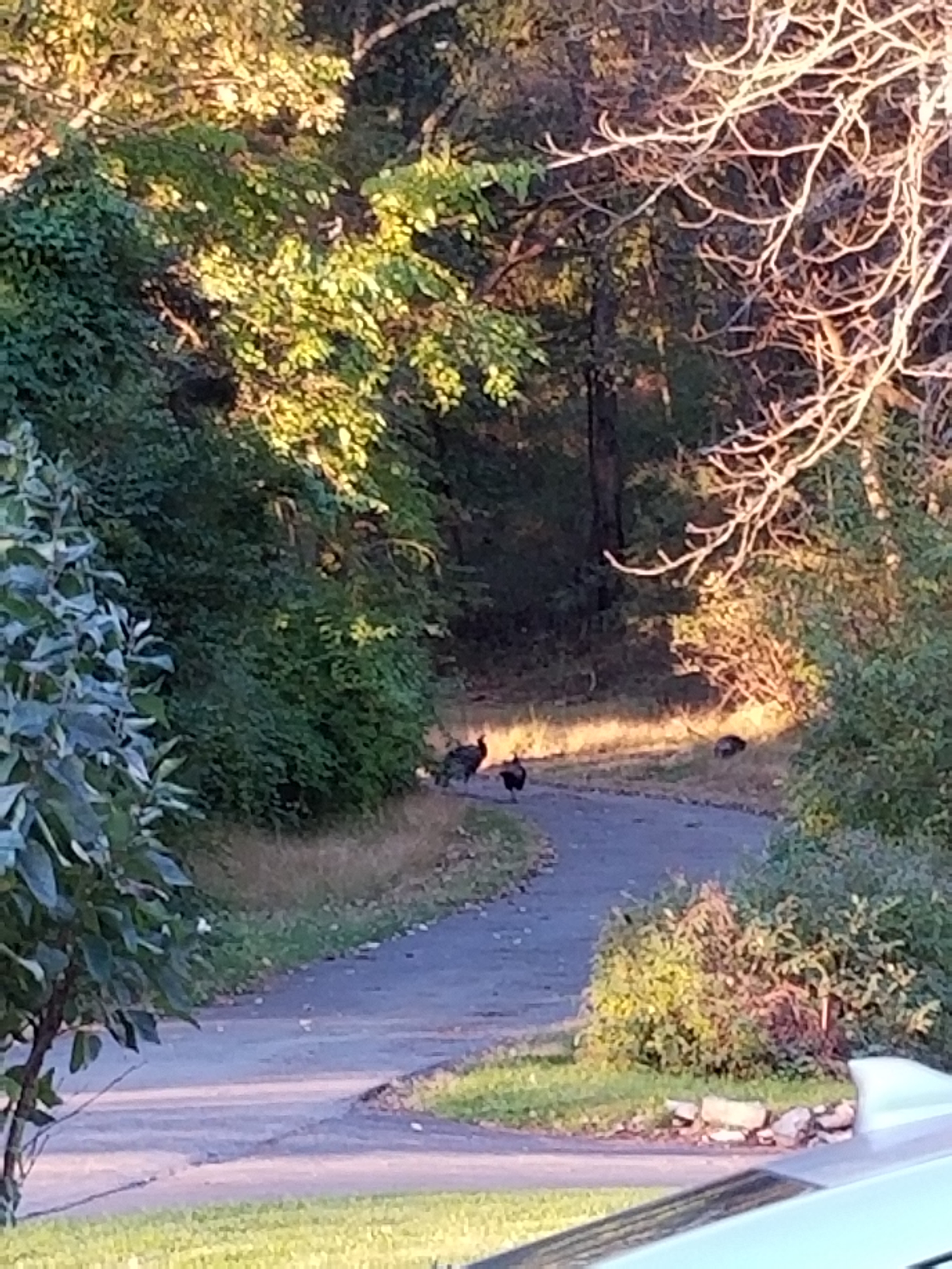 20181024_turkeys (1)