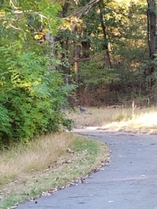 turkeys