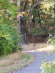 turkeys