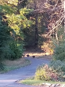 turkeys