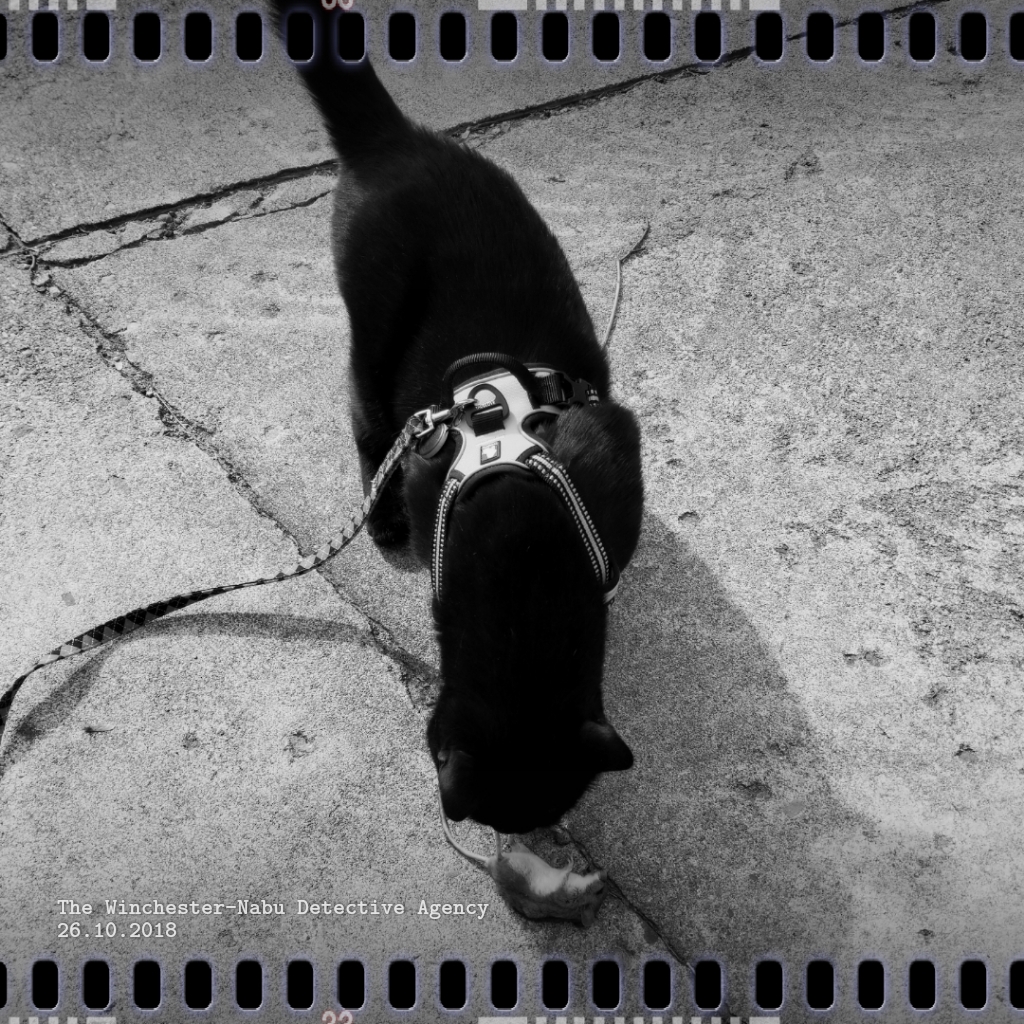 20181026_MouseScene5