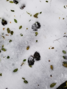 paw prints in snow