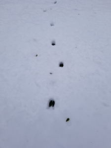 hoof tracks in snow