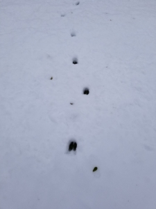 hoof tracks in snow