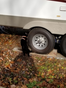 Gus standing next to tire
