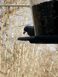 bird at feeder