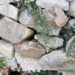 vole eating peanuts