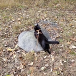 Gus on rock