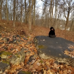 Gus on a huge black rock