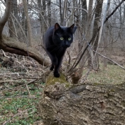 Gus on a tree branch