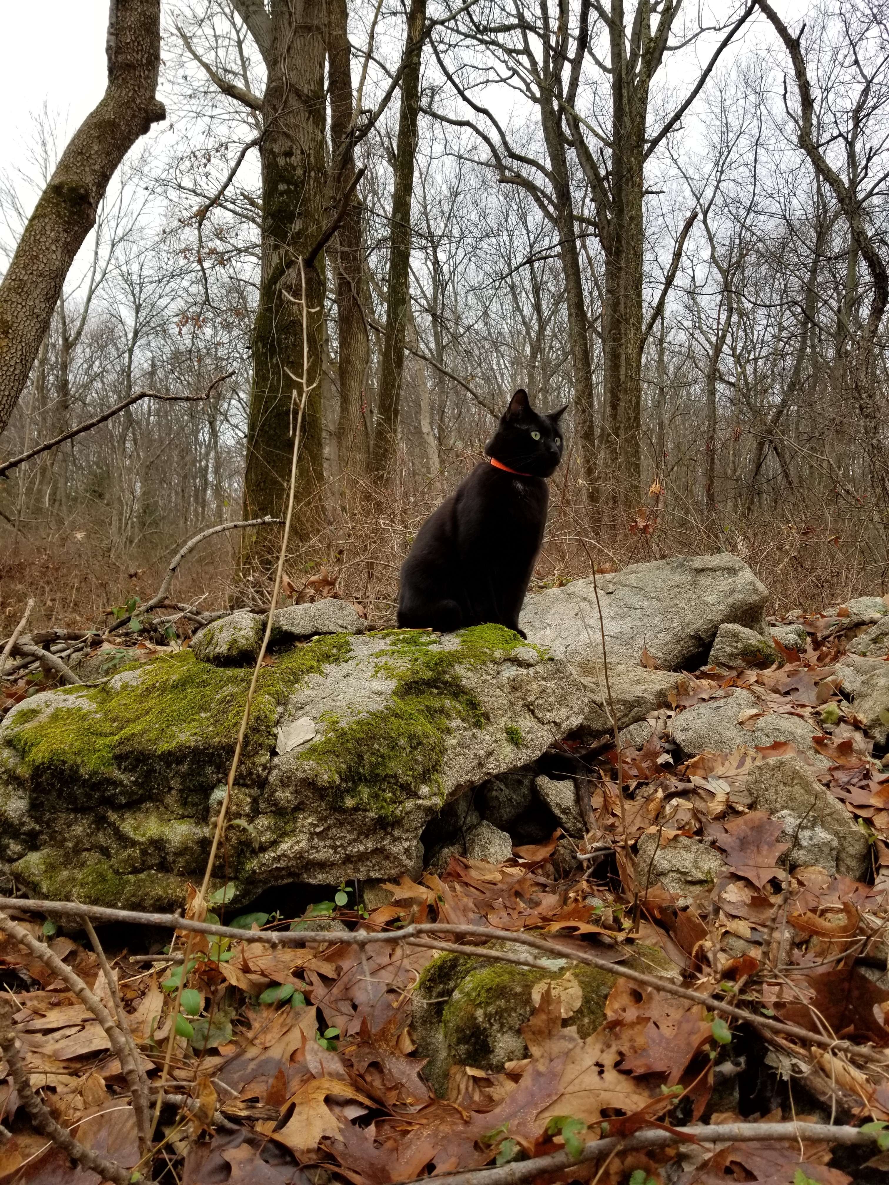 20181222 Gus on mossy rock