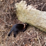 Gus at the boulder