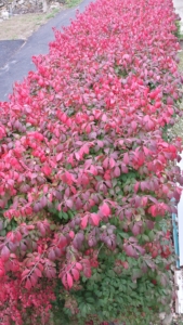 looking down at the top of the burning bush hedge from a higher balcony