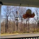 squirrel balancing on pole near feeder