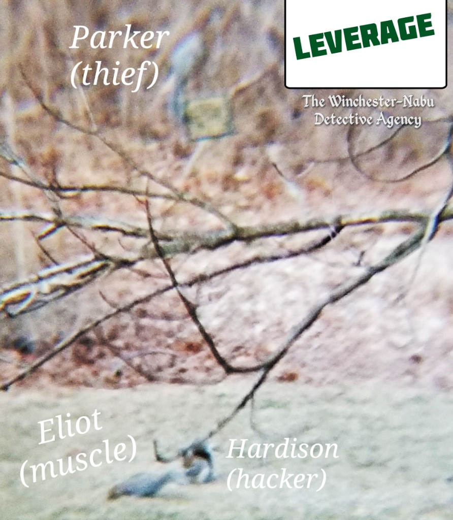 20190128_leveragesquirrels3