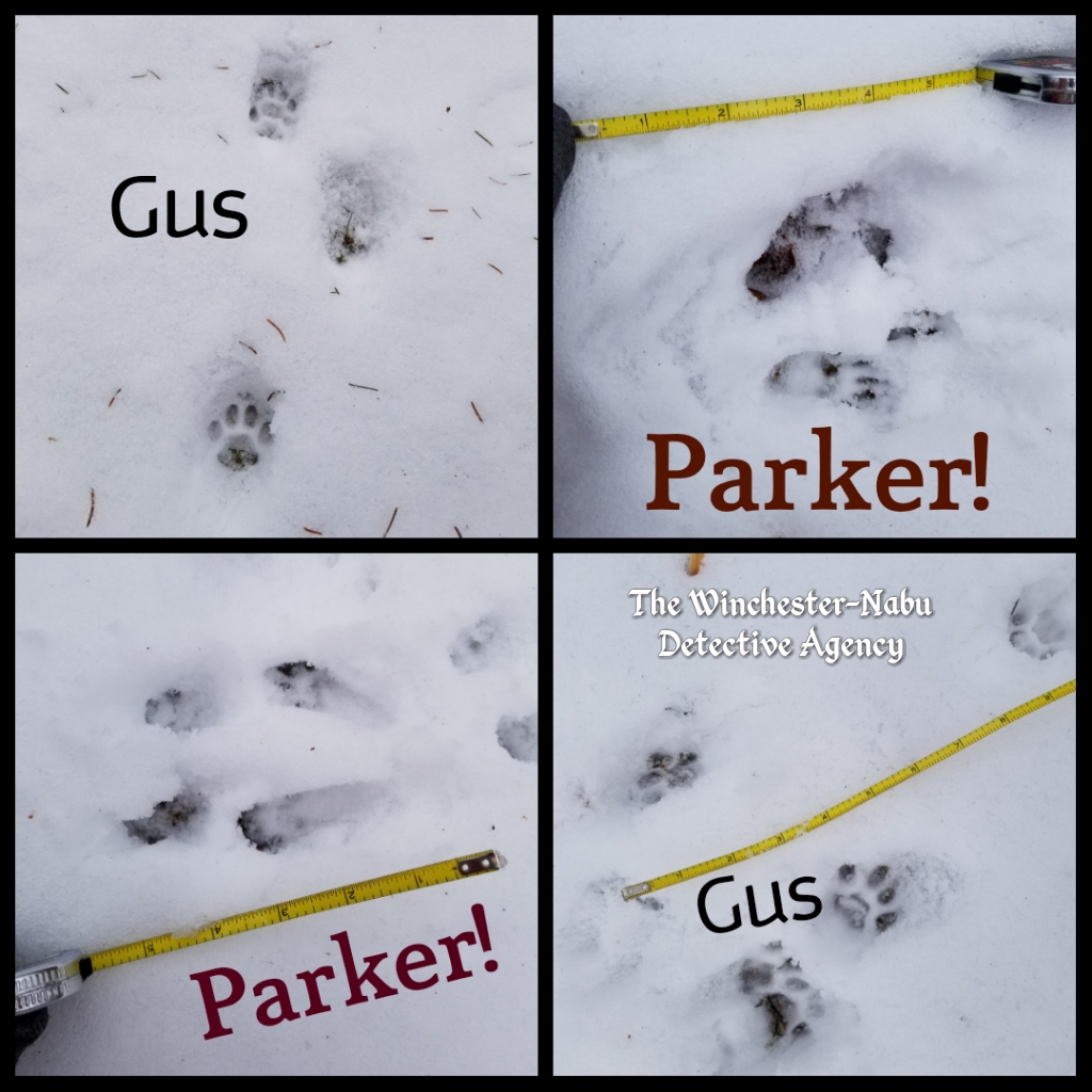 Evidence Parker tracks 020319