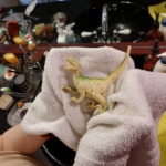 cleaned dinosaur