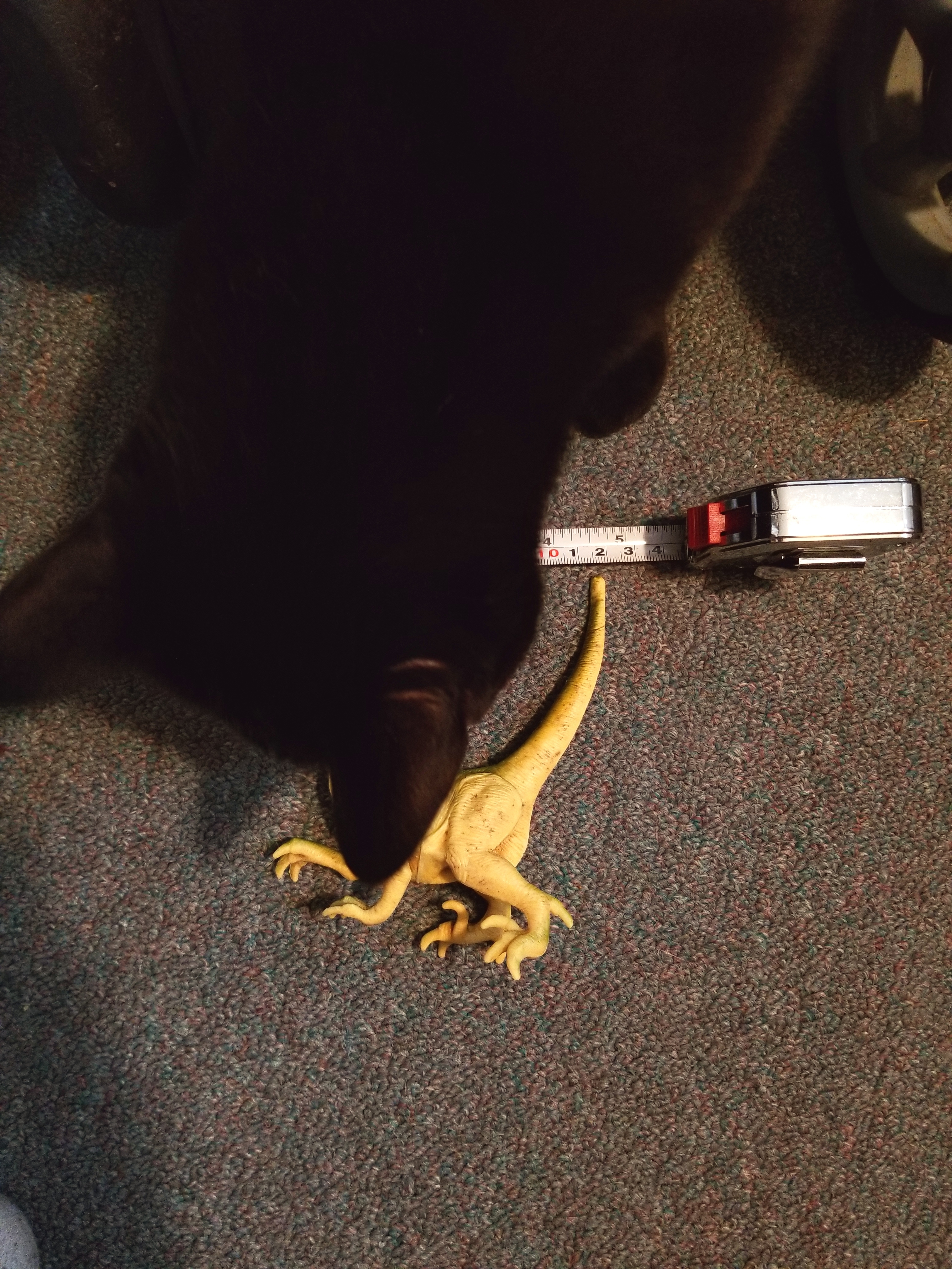20190206_dinosaur (16)
