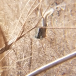 squirrel on birdfeeder