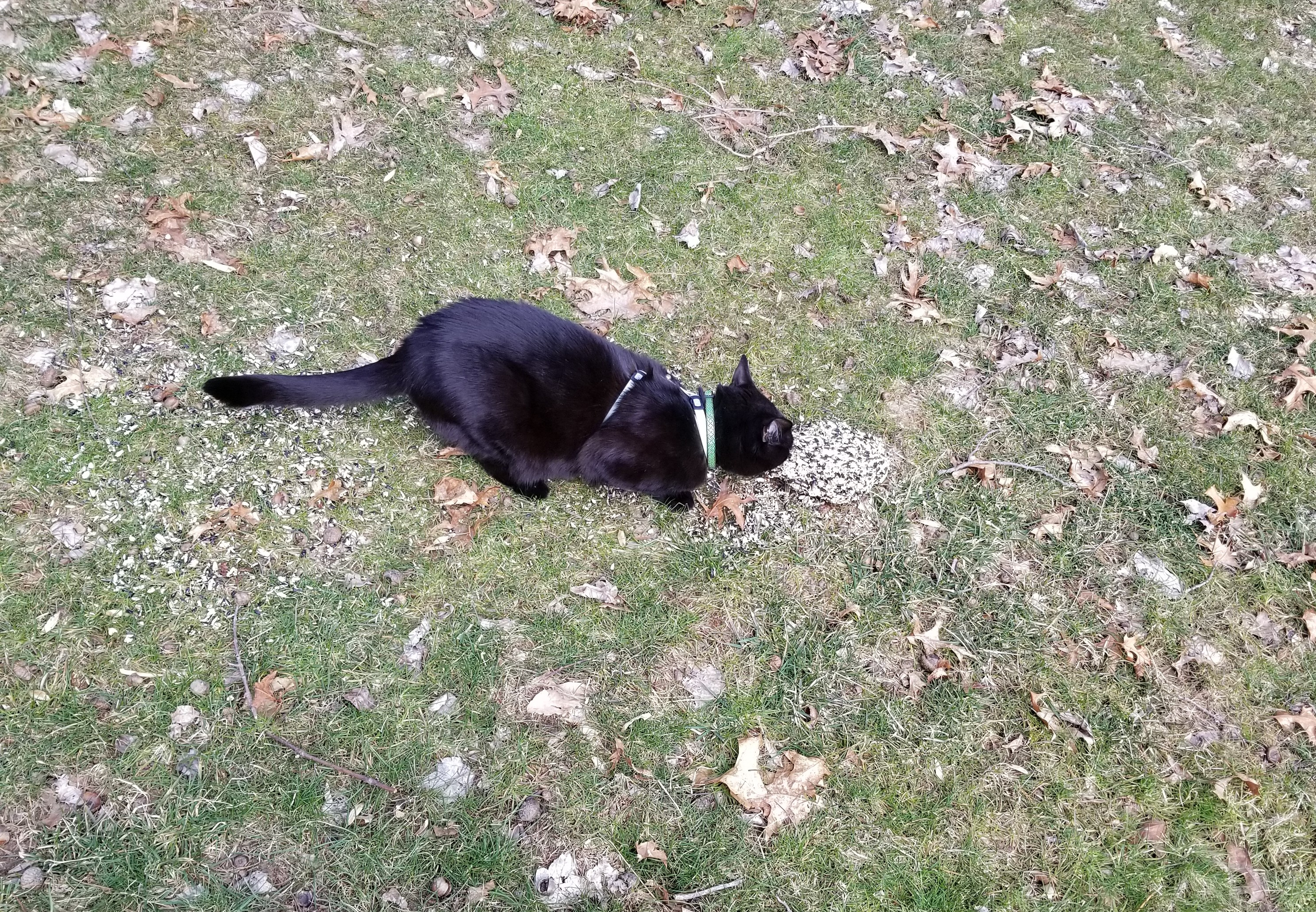 20190317 Gus Day 2019 eating birdseed