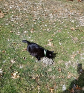 Gus