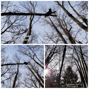 Gus in tree