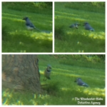 collage of blue jays