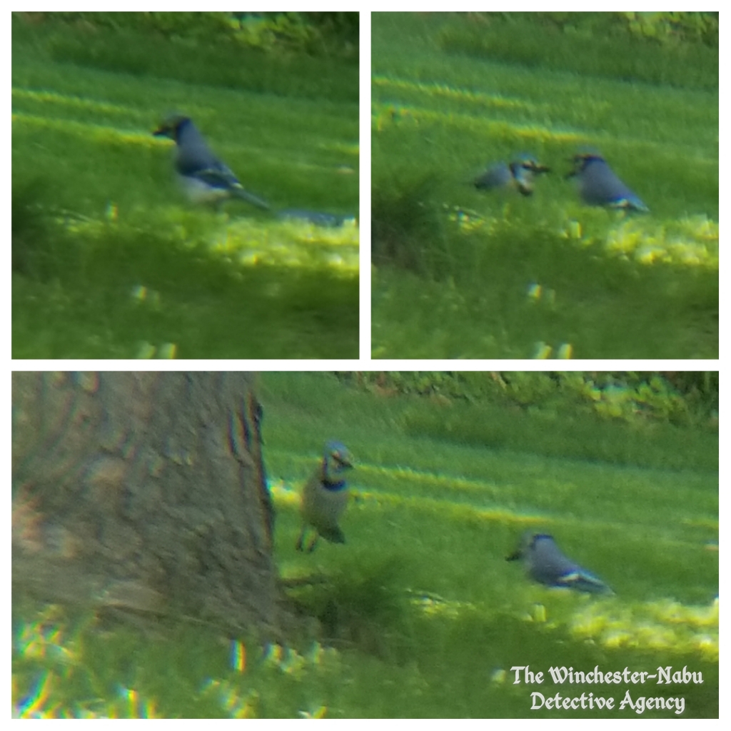 050819 bluejay party3
