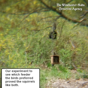 squirrels
