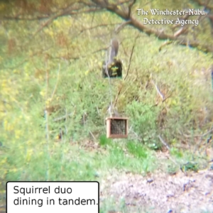 squirrels