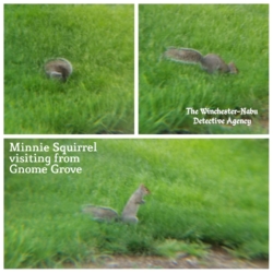 squirrel in grass